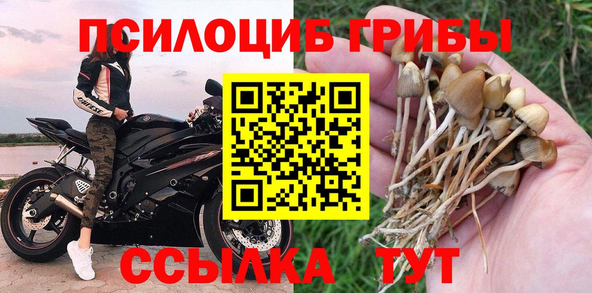Псилоцибиновые грибы Cubensis Пенза